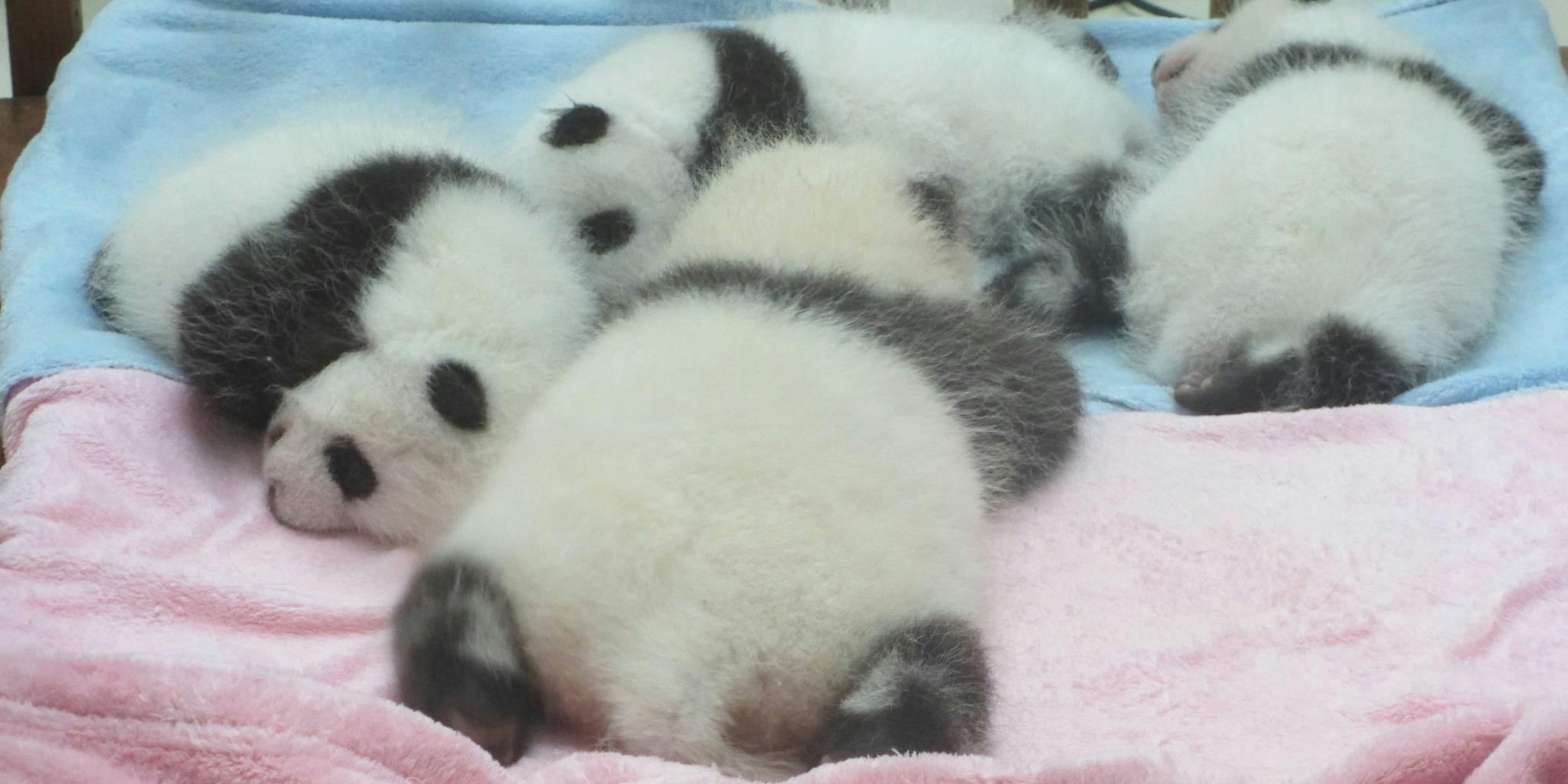 How Zoo Atlanta Is Preparing For the Arrival of a New Panda Cub