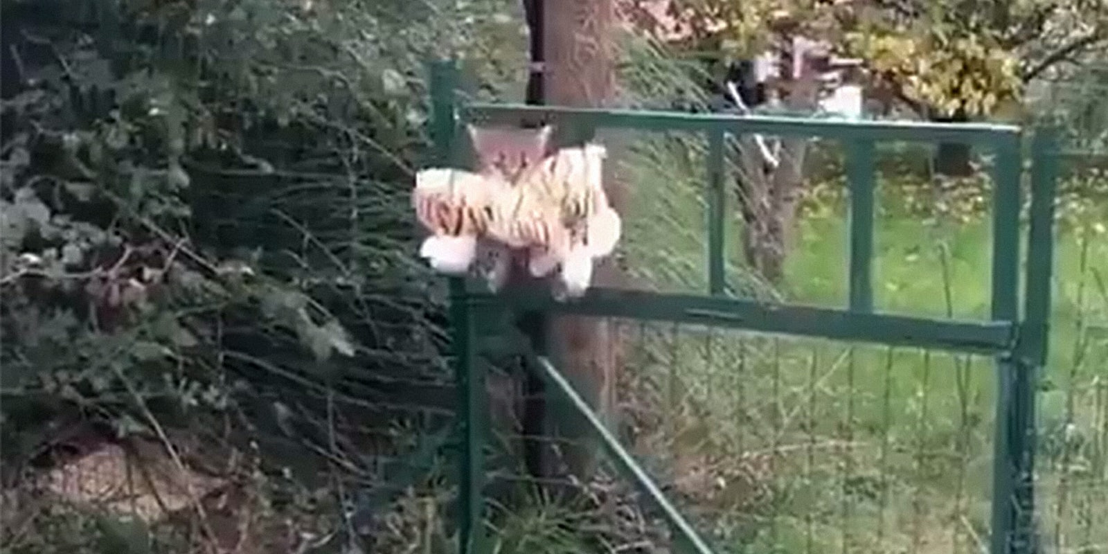 Video shows kitten with stuffed tiger in its mouth.