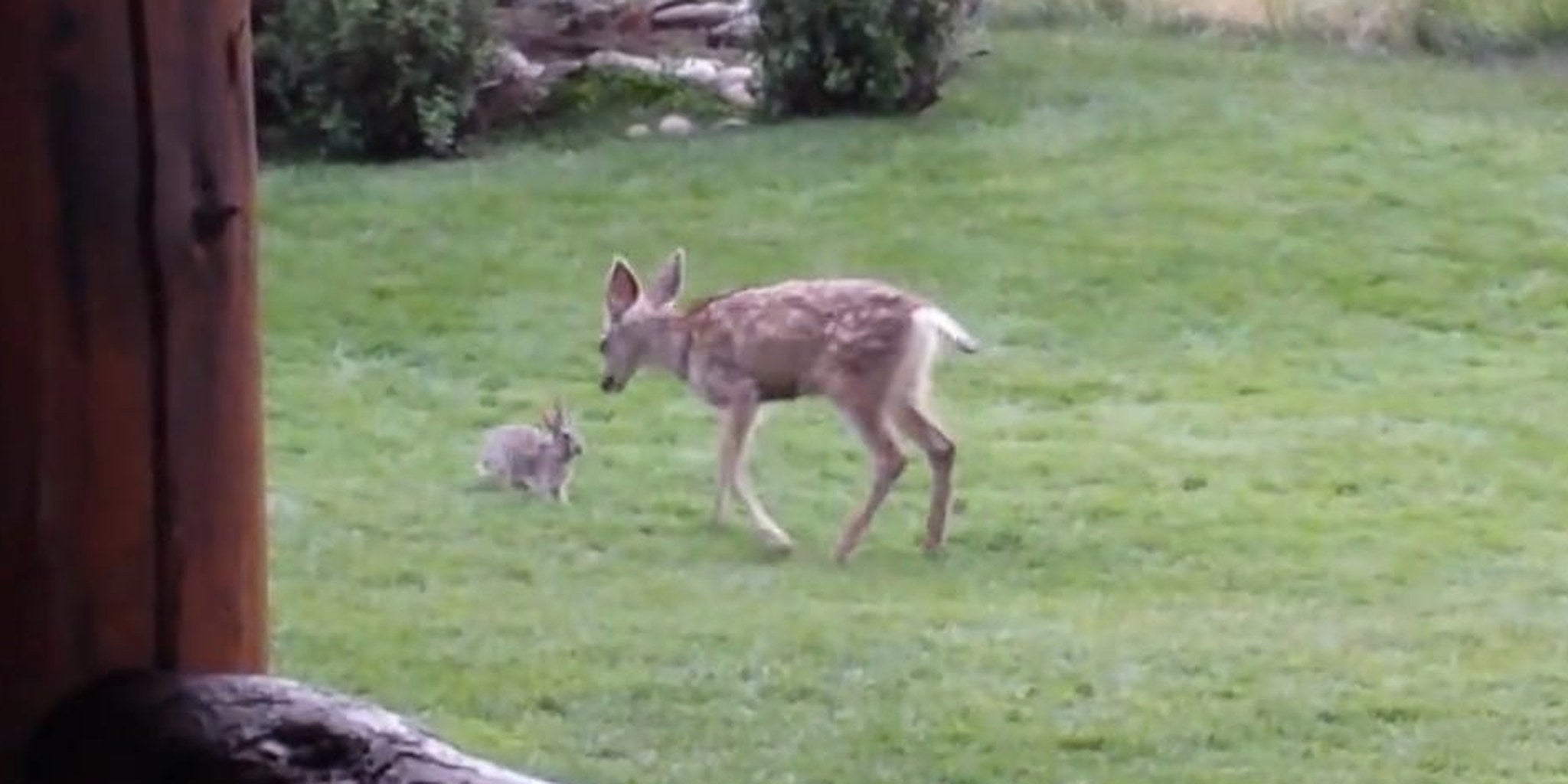 Watch a deer and rabbit play like Bambi and Thumper in real life