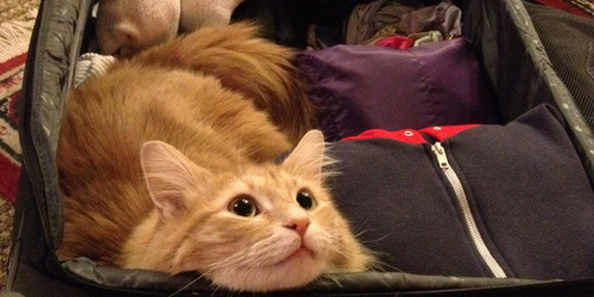 Котик с чемоданом