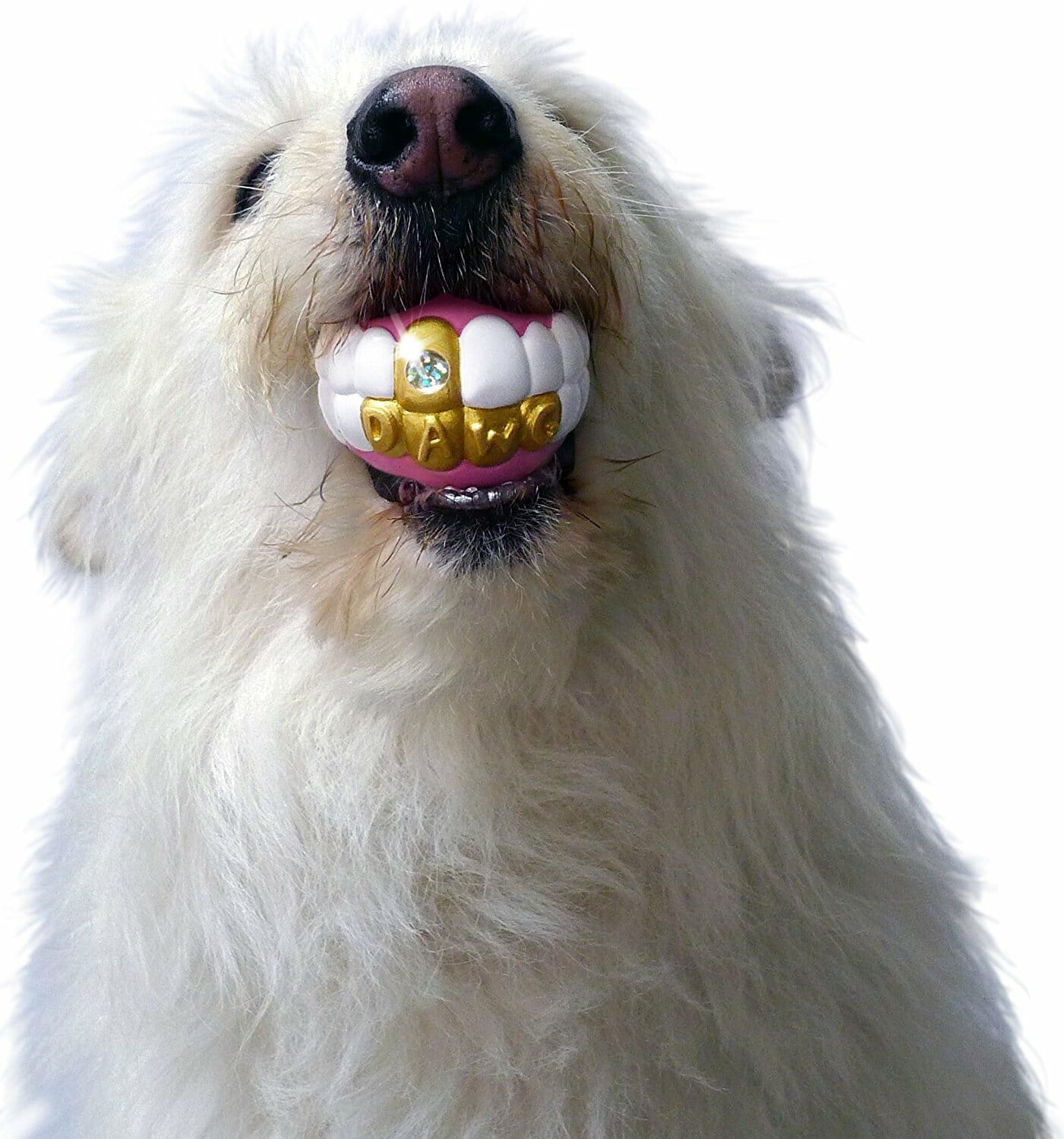 dog toy