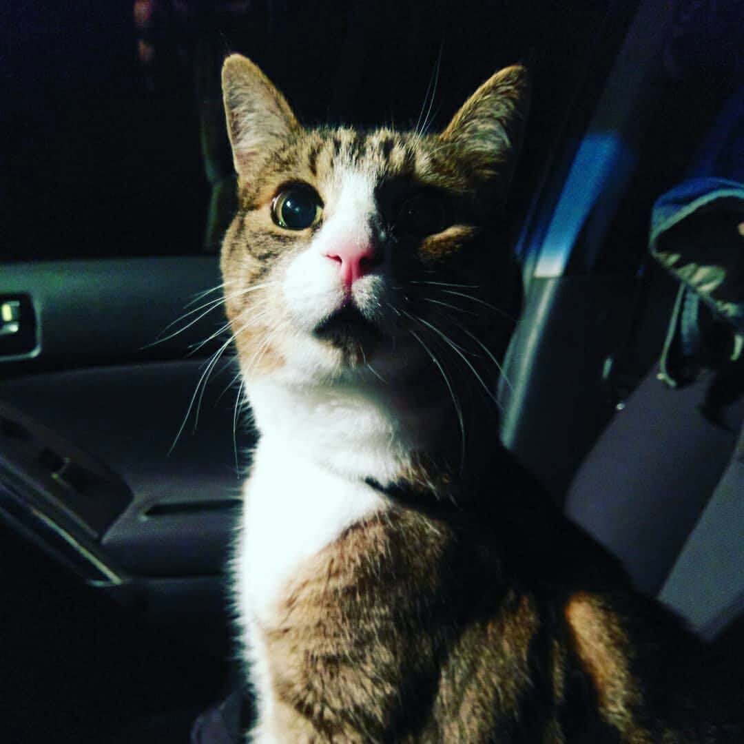 Amy Bess Cook's cat Fluffernutter as they evacuated from the wildfires in Califronia.