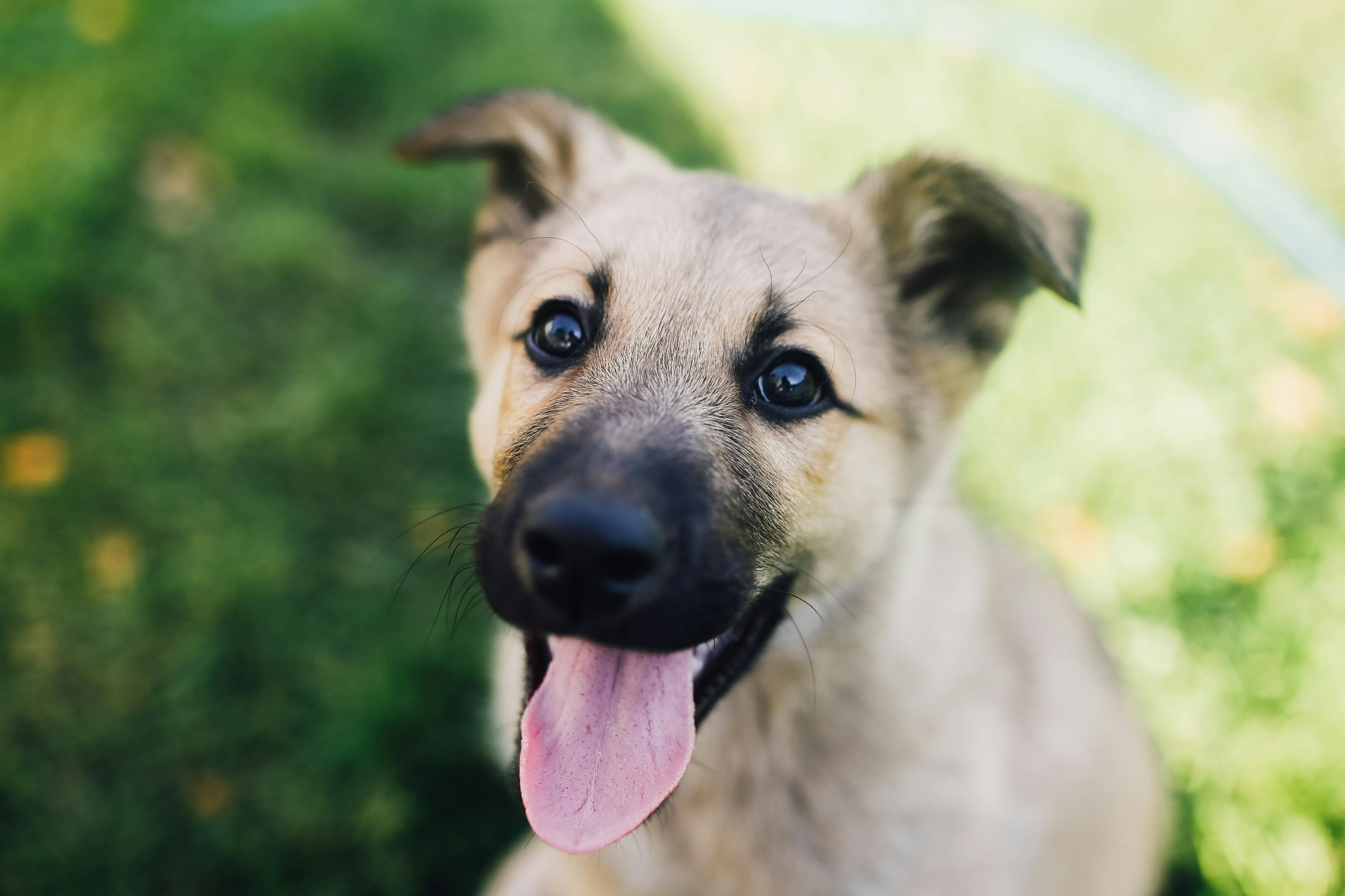 Счастливая собака. Собак 89. Happy Puppy.