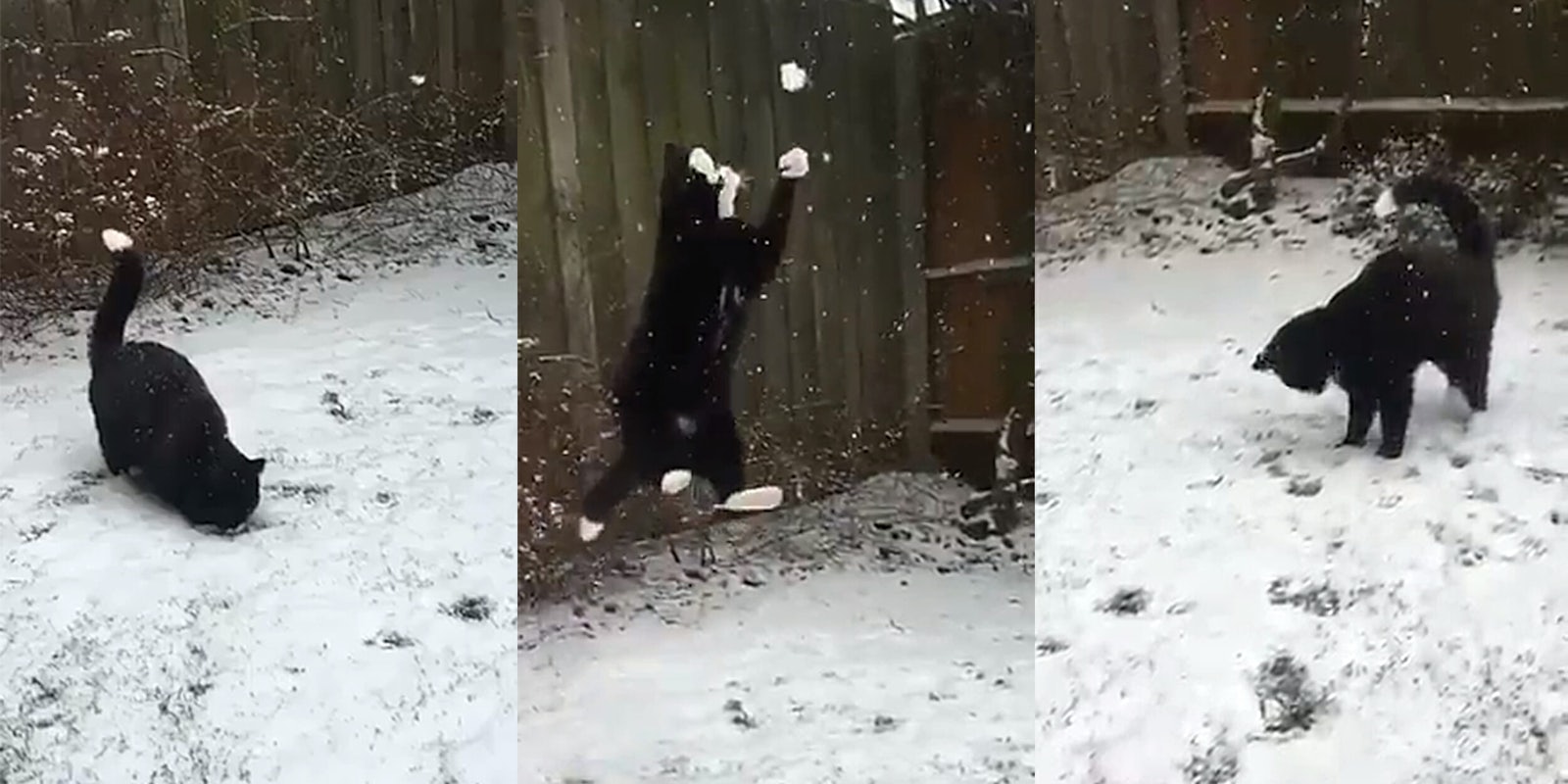 Cat catching snowballs in Twitter video.