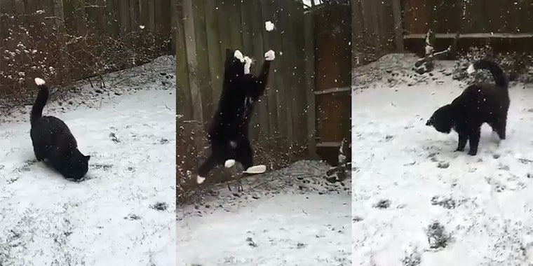 Cat catching snowballs in Twitter video.