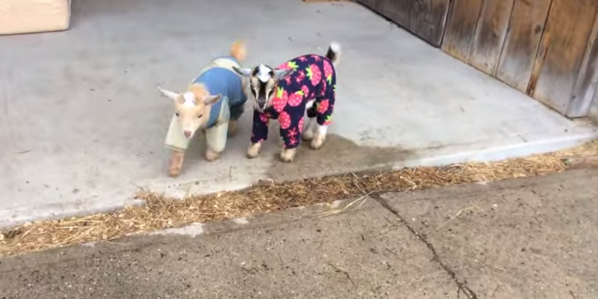 Baby goats are cute, but baby goats wearing pajamas are nextlevel