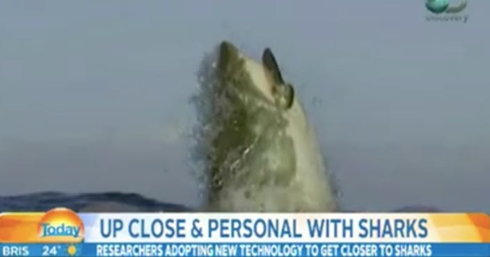 Giant great white leaves Australian TV anchors speechless