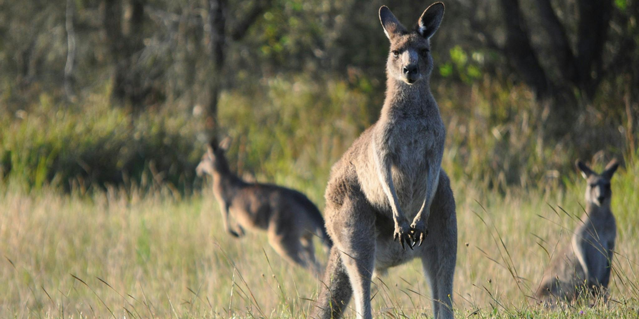 Кенгуру архив. Кенгуру в Австралии. Серый кенгуру. Западный серый кенгуру. Серый австралийский кенгуру.