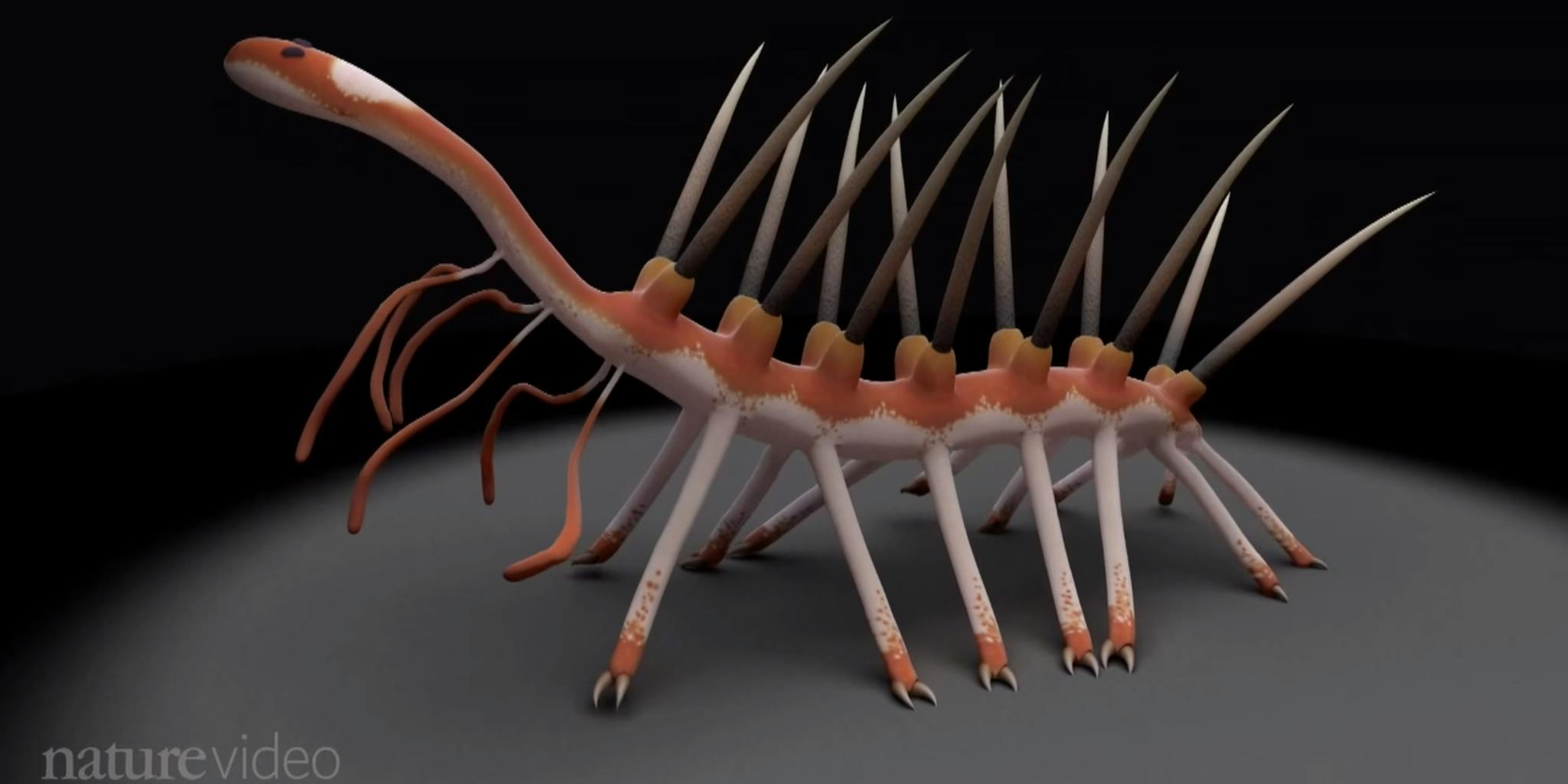 Scientists discover head of extinct worm Hallucigenia - The Daily Dot