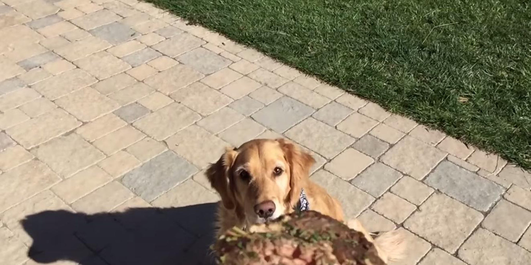 This golden retriever is awful at catching food with his mouth