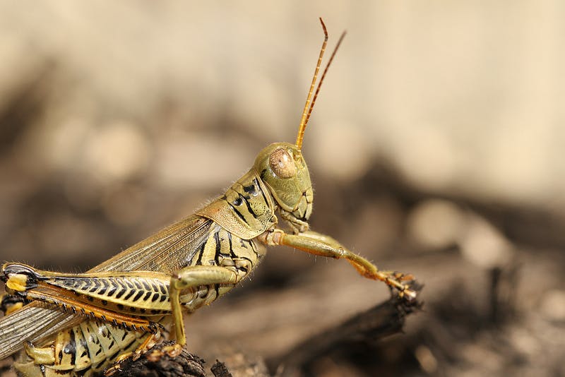 Stoner films the best 30-second nature documentary ever