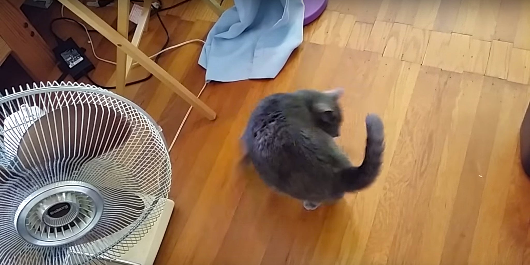 Cat accidentally takes Adderall and gets pretty loopy