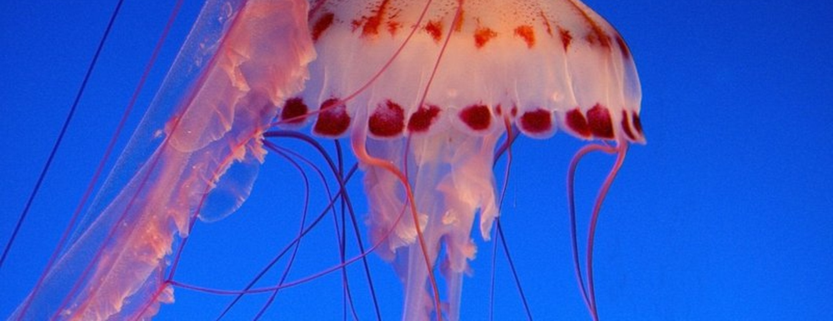 What a jellyfish sting looks like in microscopic slow motion