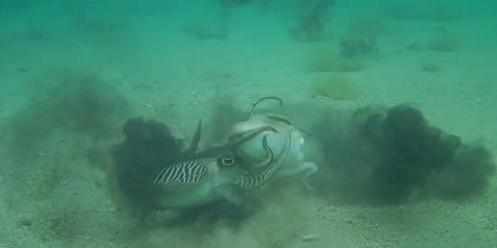 Cuttlefish mating fighting