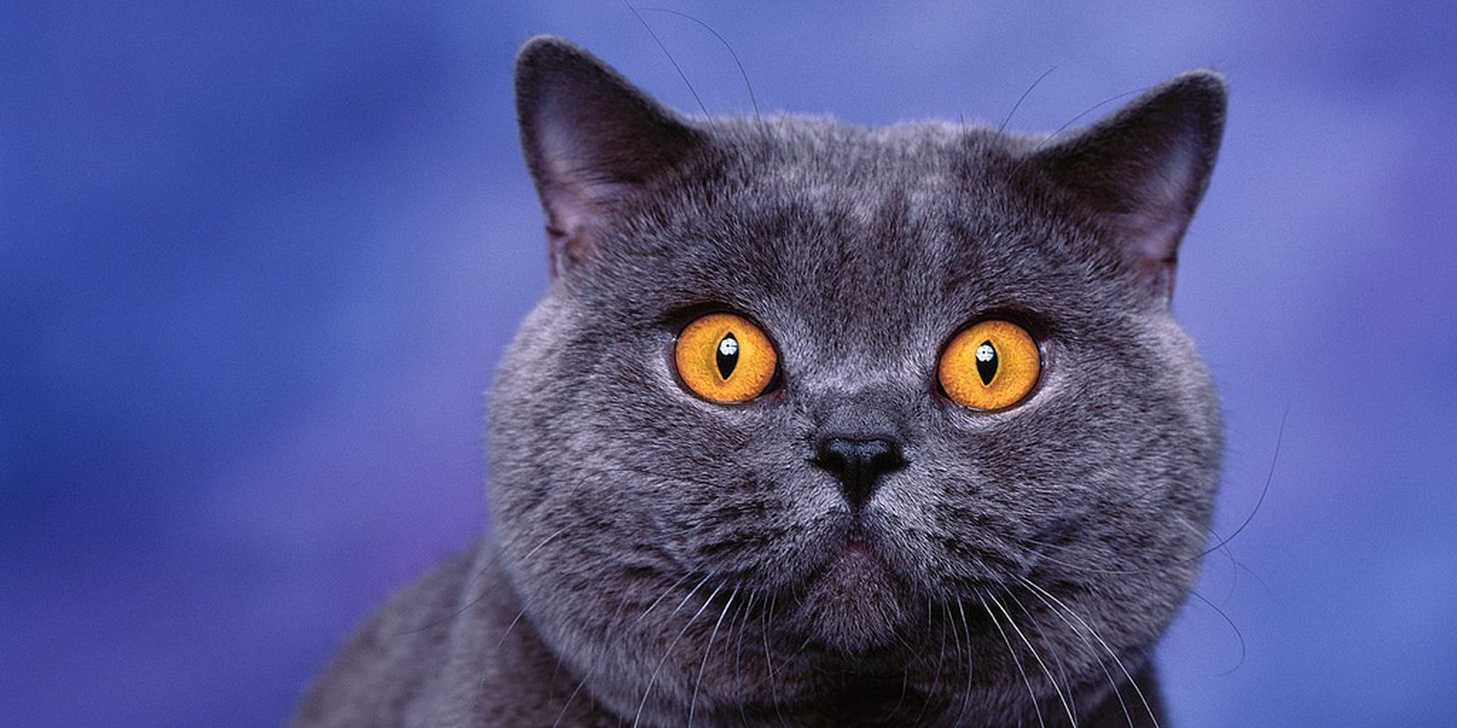 Homepage article image