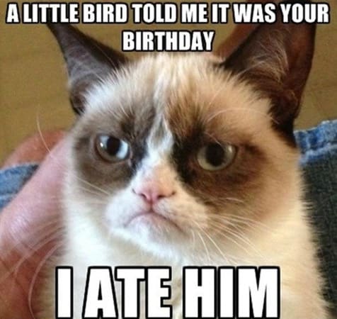 Grumpy Cat meme