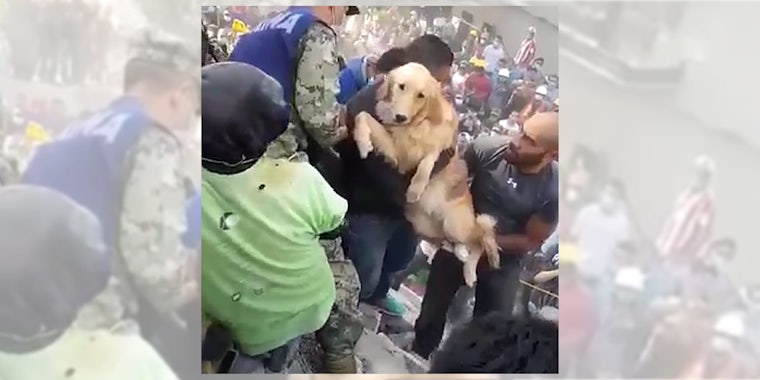 Crowd cheers as a dog is rescued from a collapsed building after Mexican earthquake