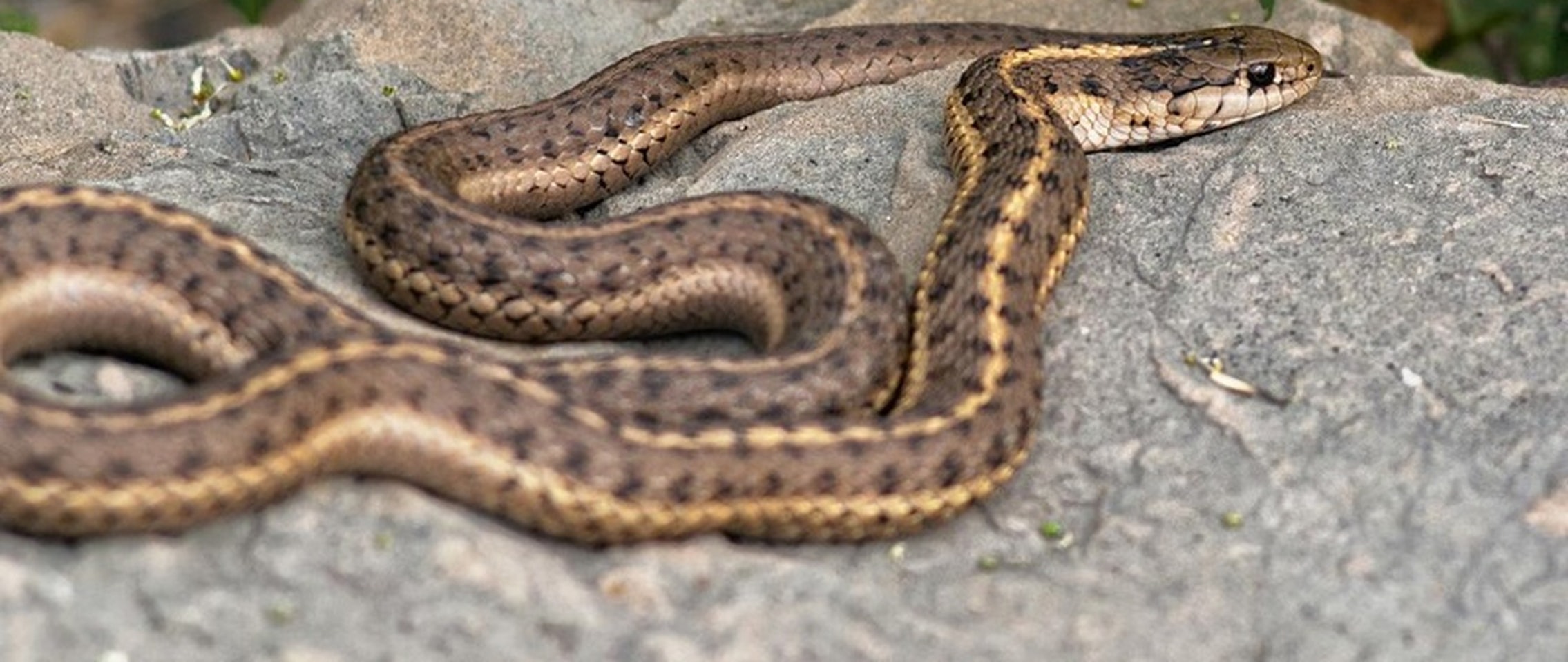 The Internet is obsessed with a video of a man having sex with a snake