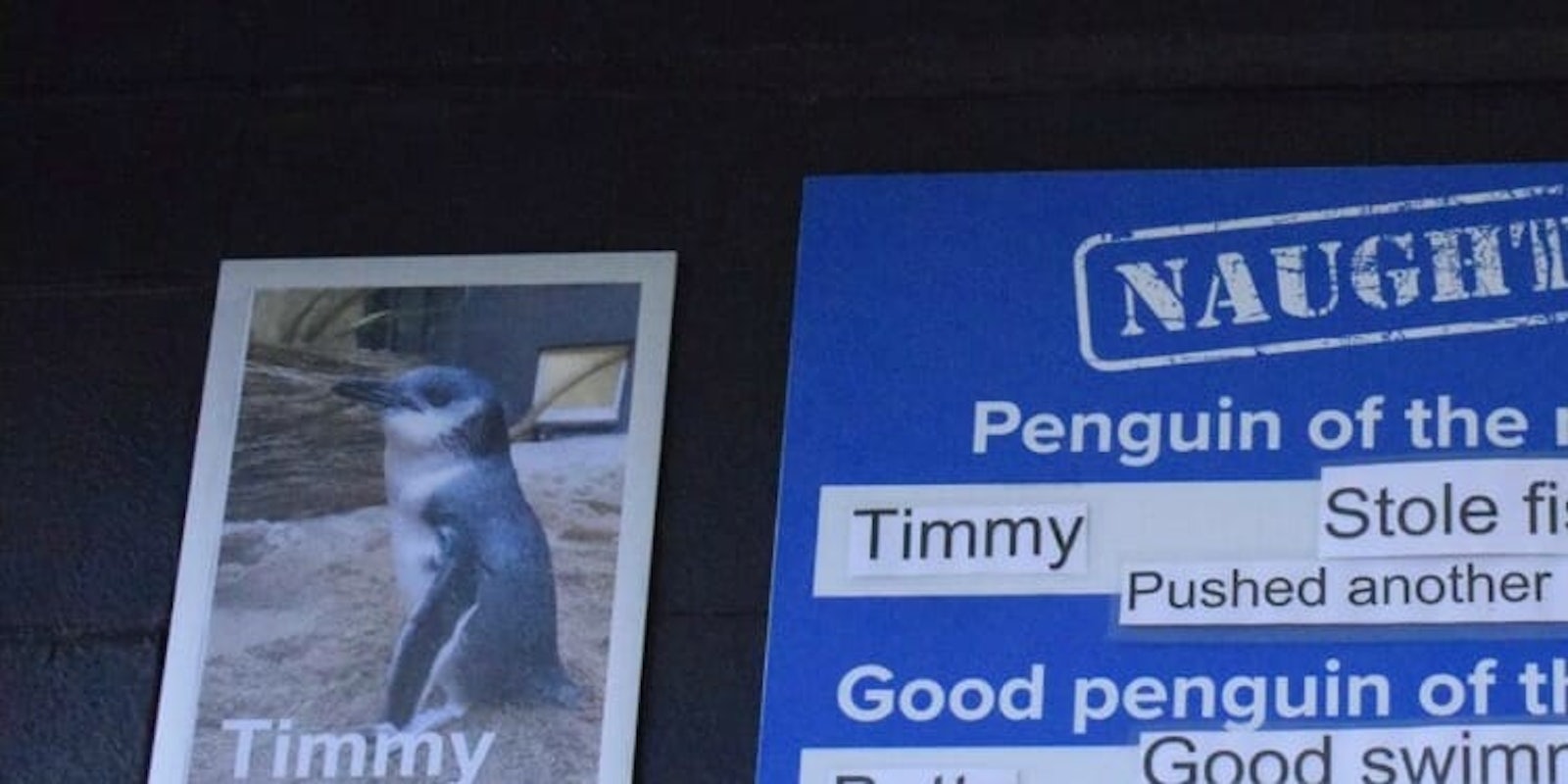 Timmy the penguin New Zealand aquarium