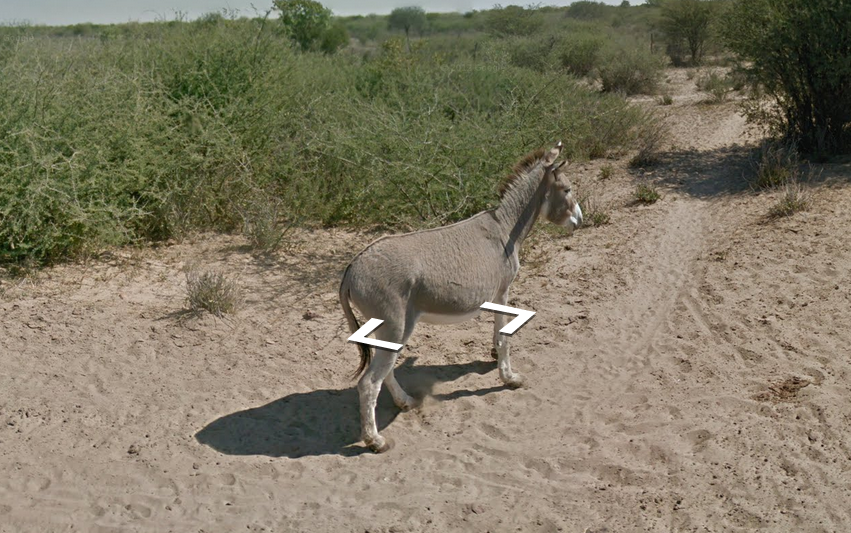 Did a Google Street View car run over a donkey in Botswana?