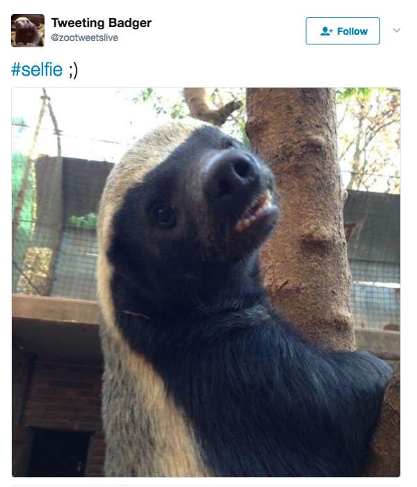 Honey Badger 16 Facts You Should Give a Damn About