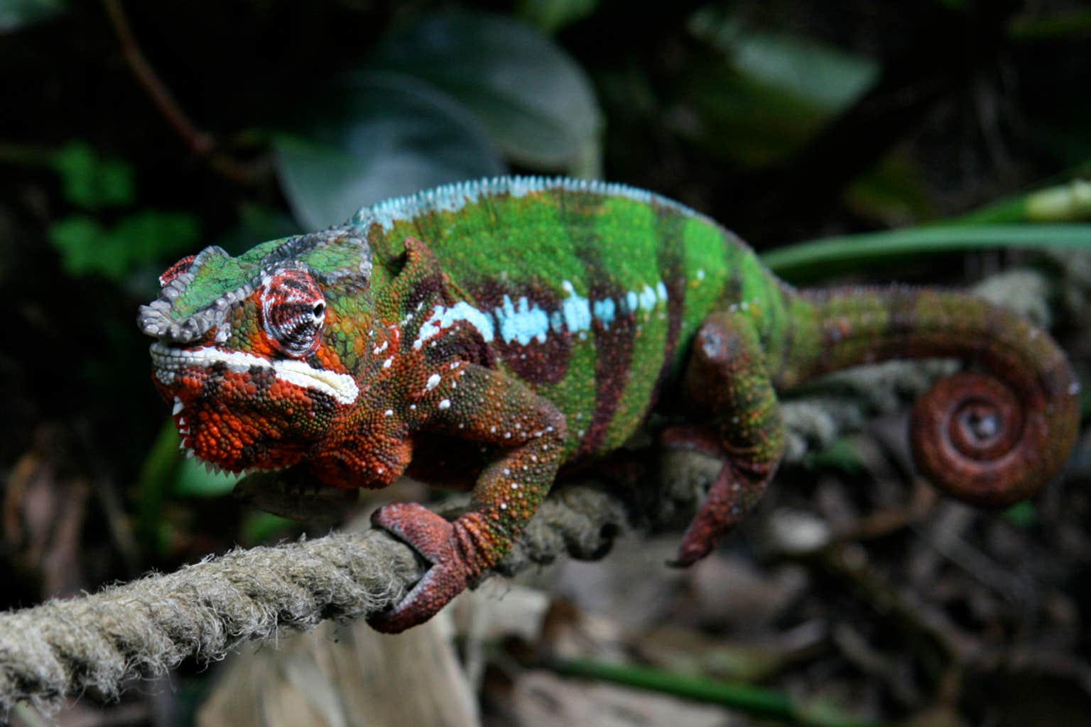 Setting the record straight on chameleons and camouflage - The Daily Dot