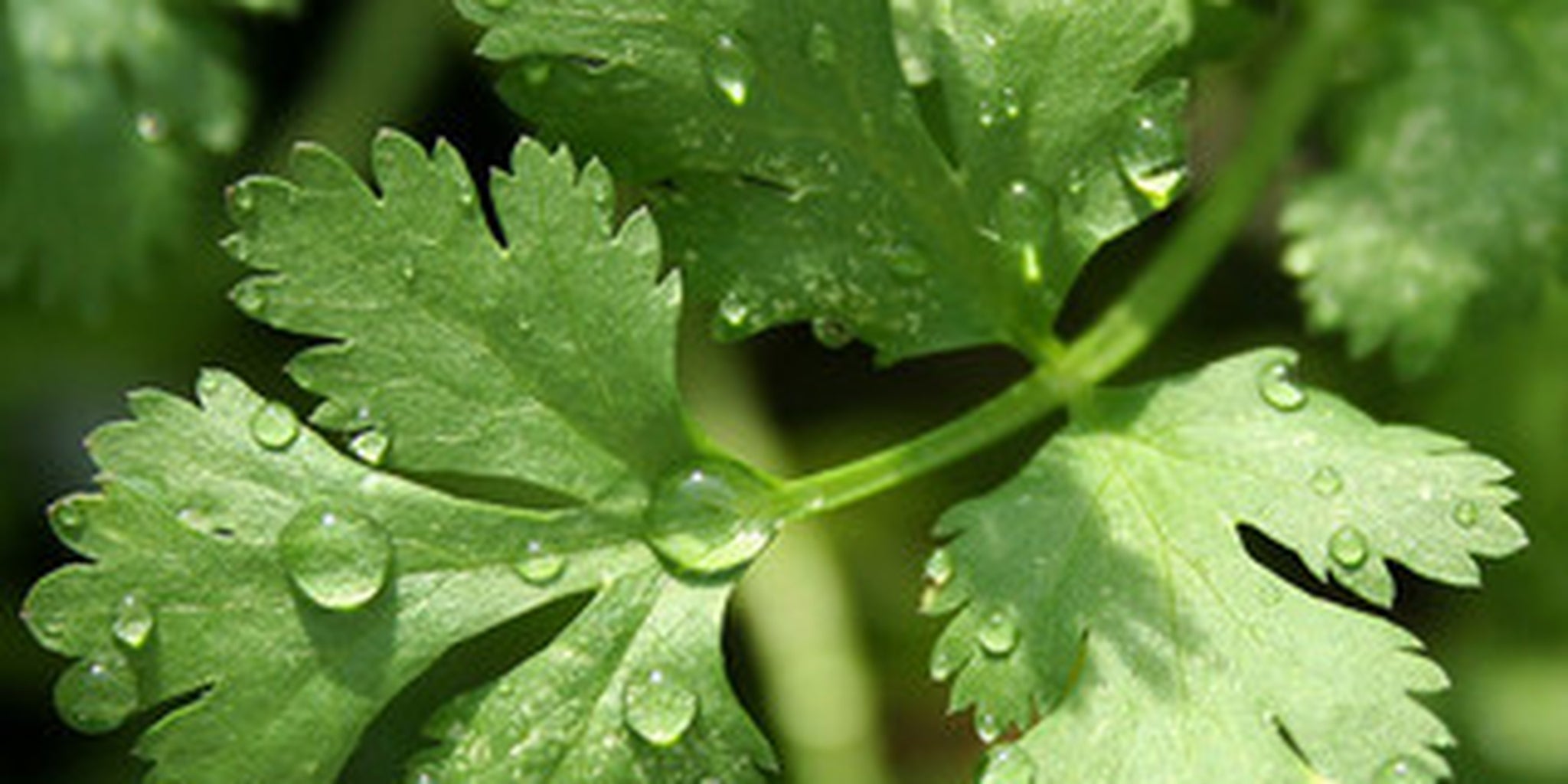 Homepage article image