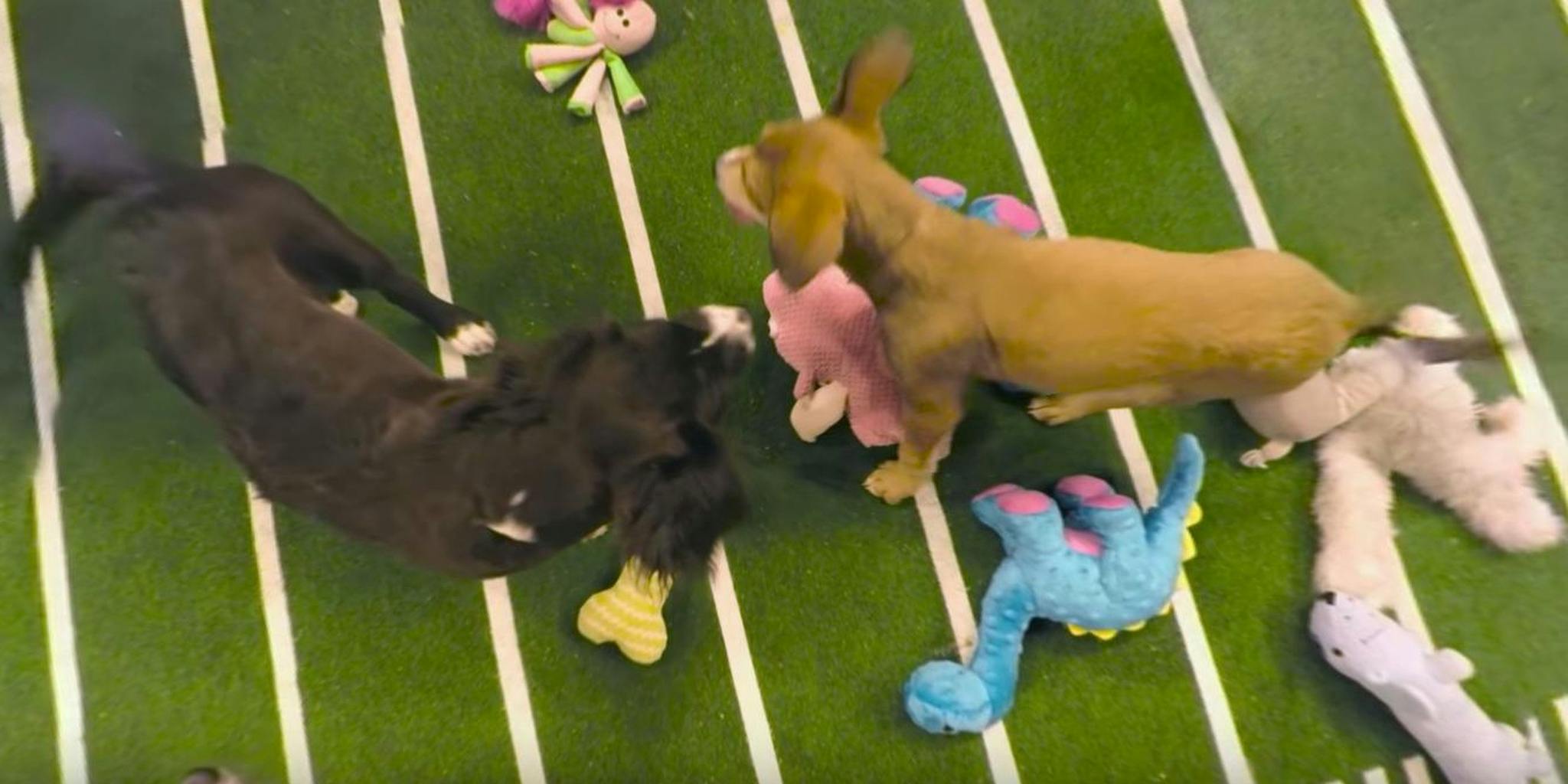 Finally, you can watch the Puppy Bowl in virtual reality