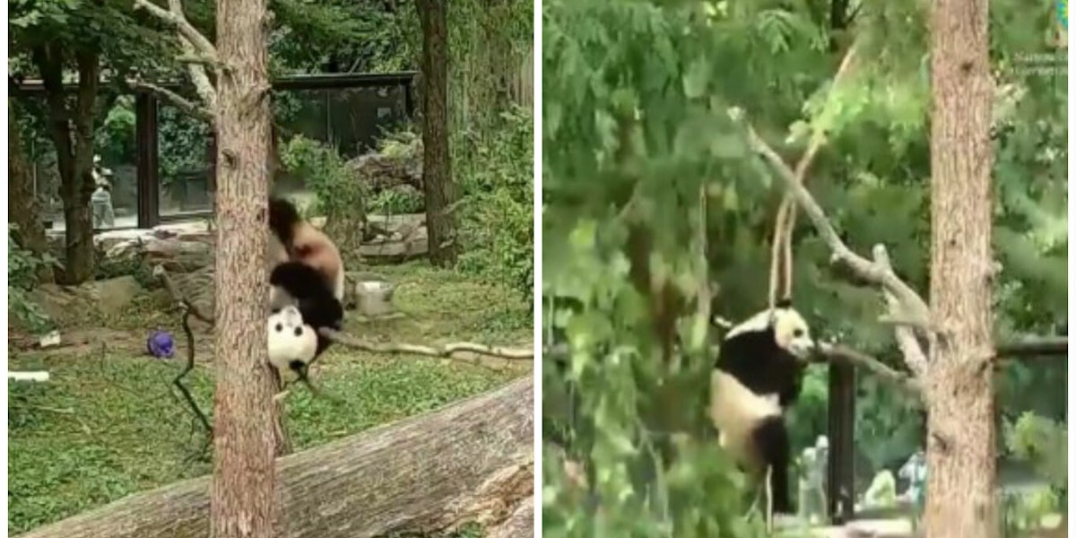 Bei Bei the panda