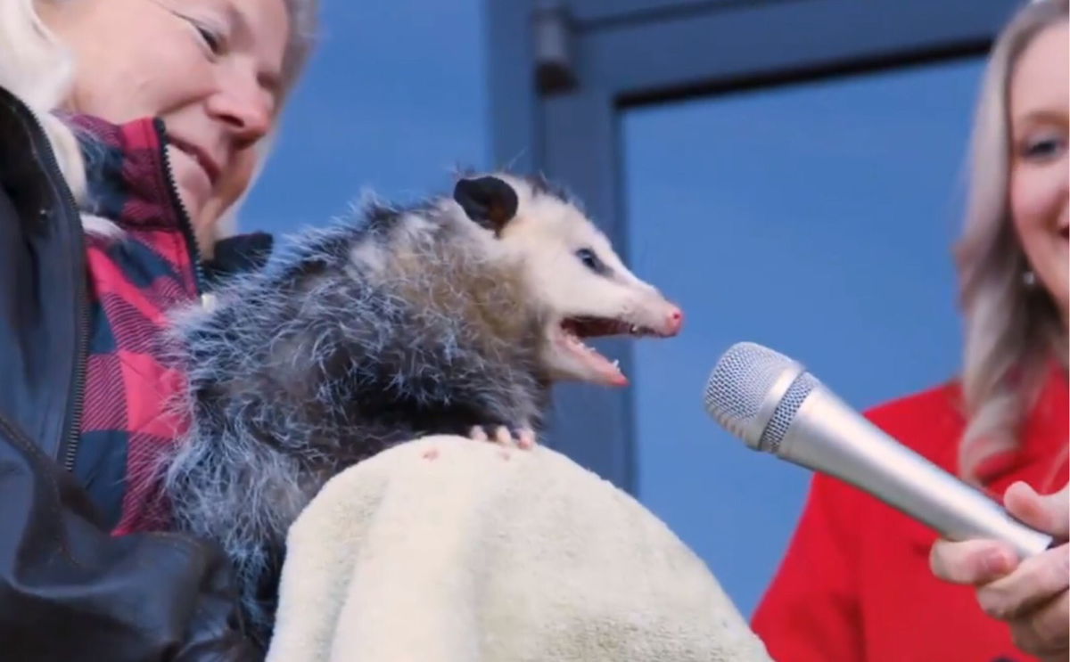 possum yelling into microphone