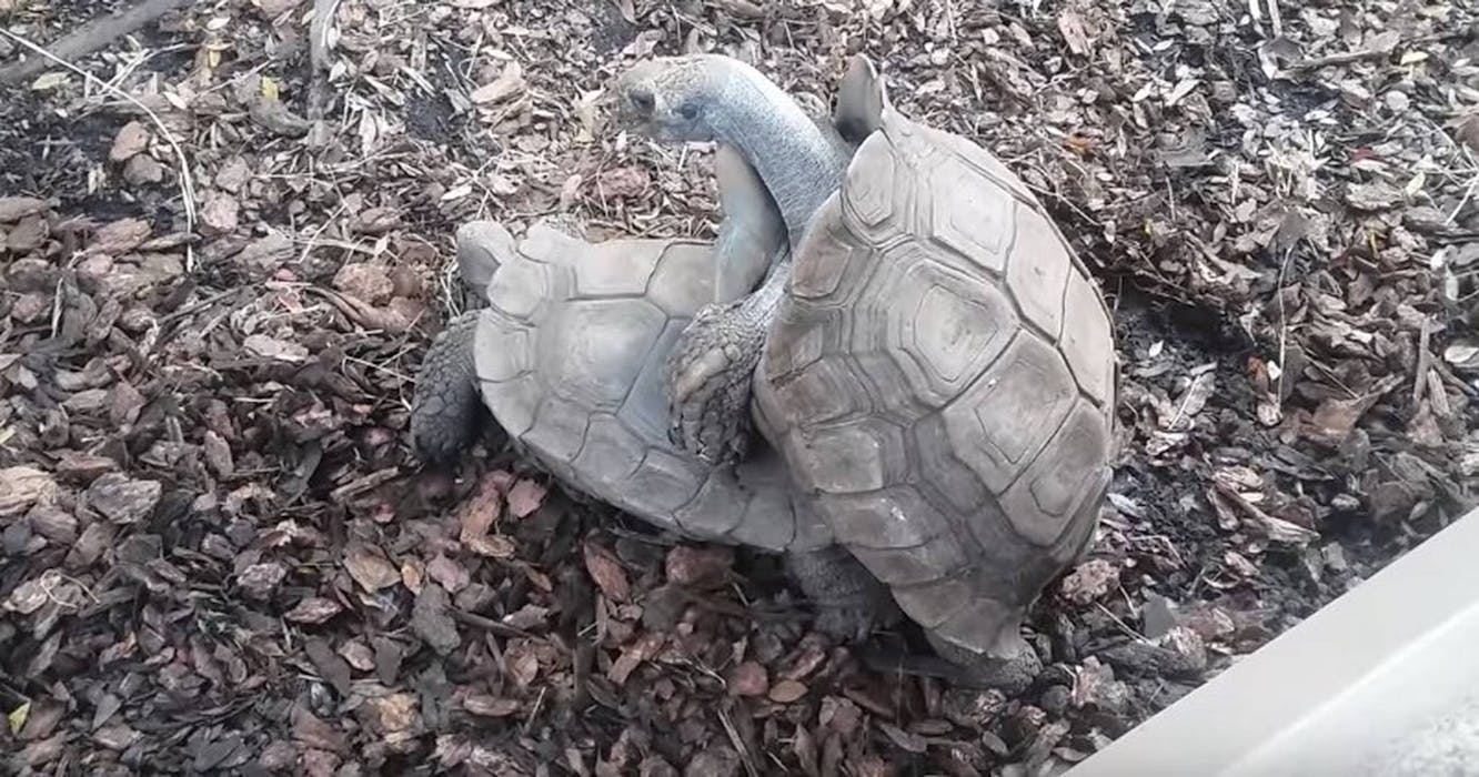 Fuck Tortoise Saves His Endangered Species By Having Sex All The Time