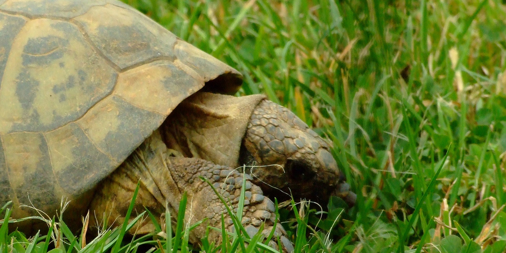 When it comes to tortoise sex, Reddit is on it