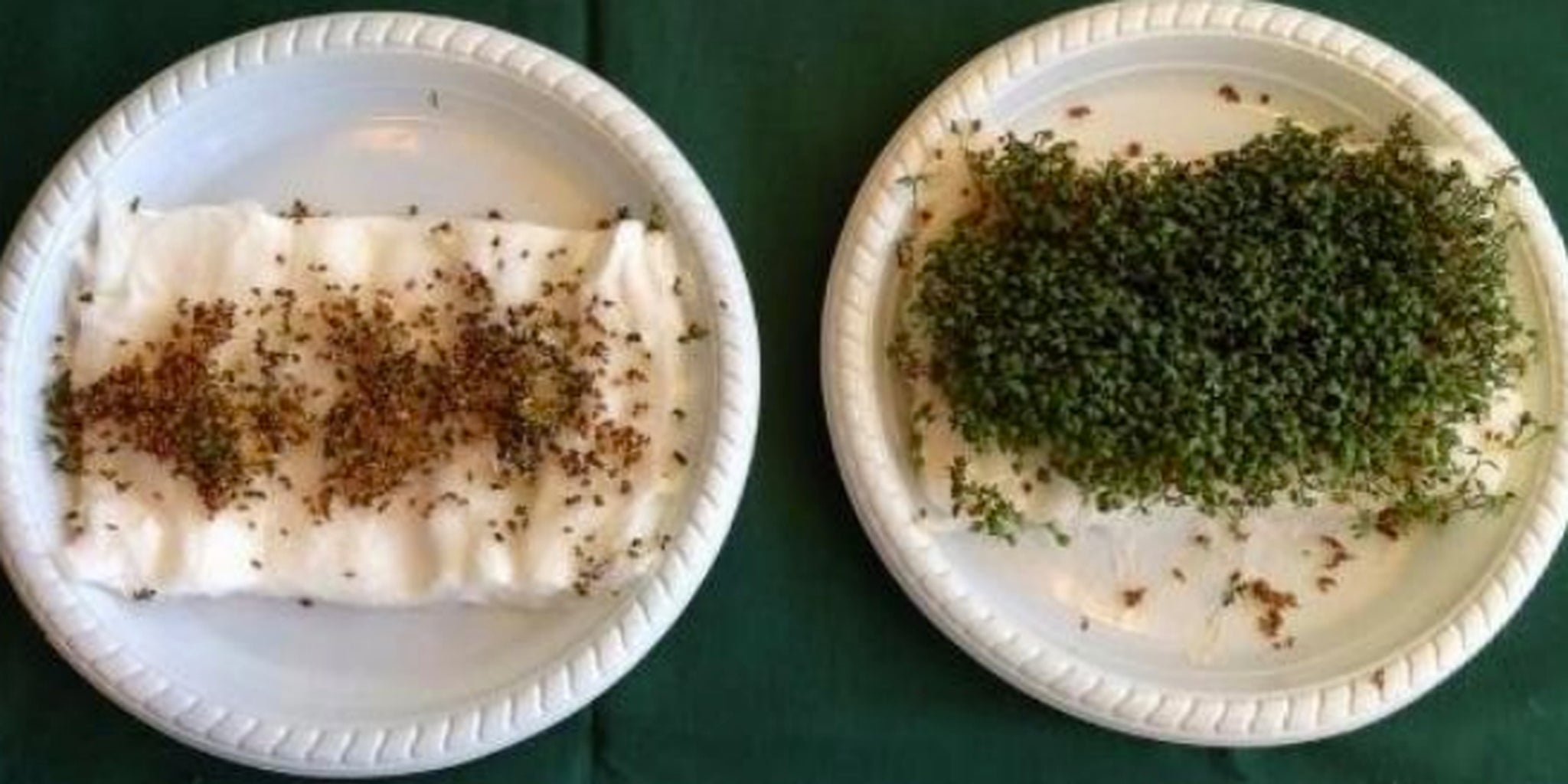 Homepage article image