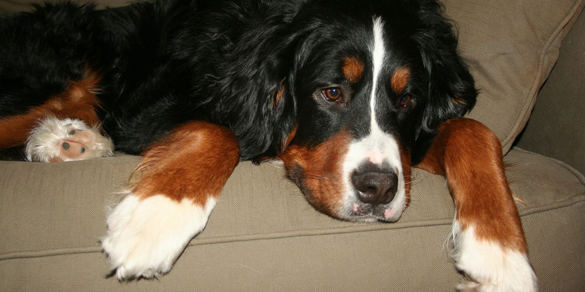 Homepage article image