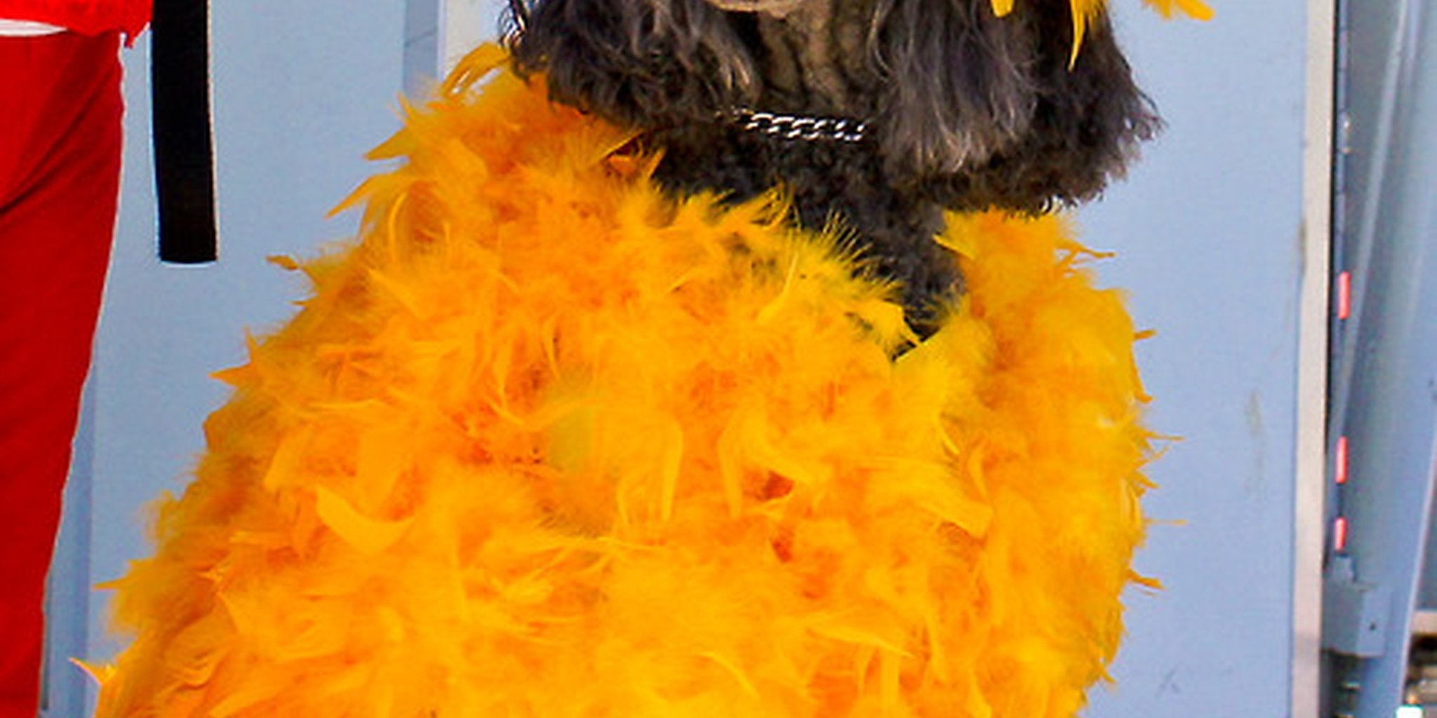 big bird dog costume