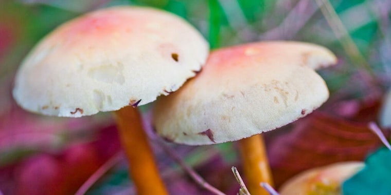 A scientist curated a playlist for people tripping on magic mushrooms.
