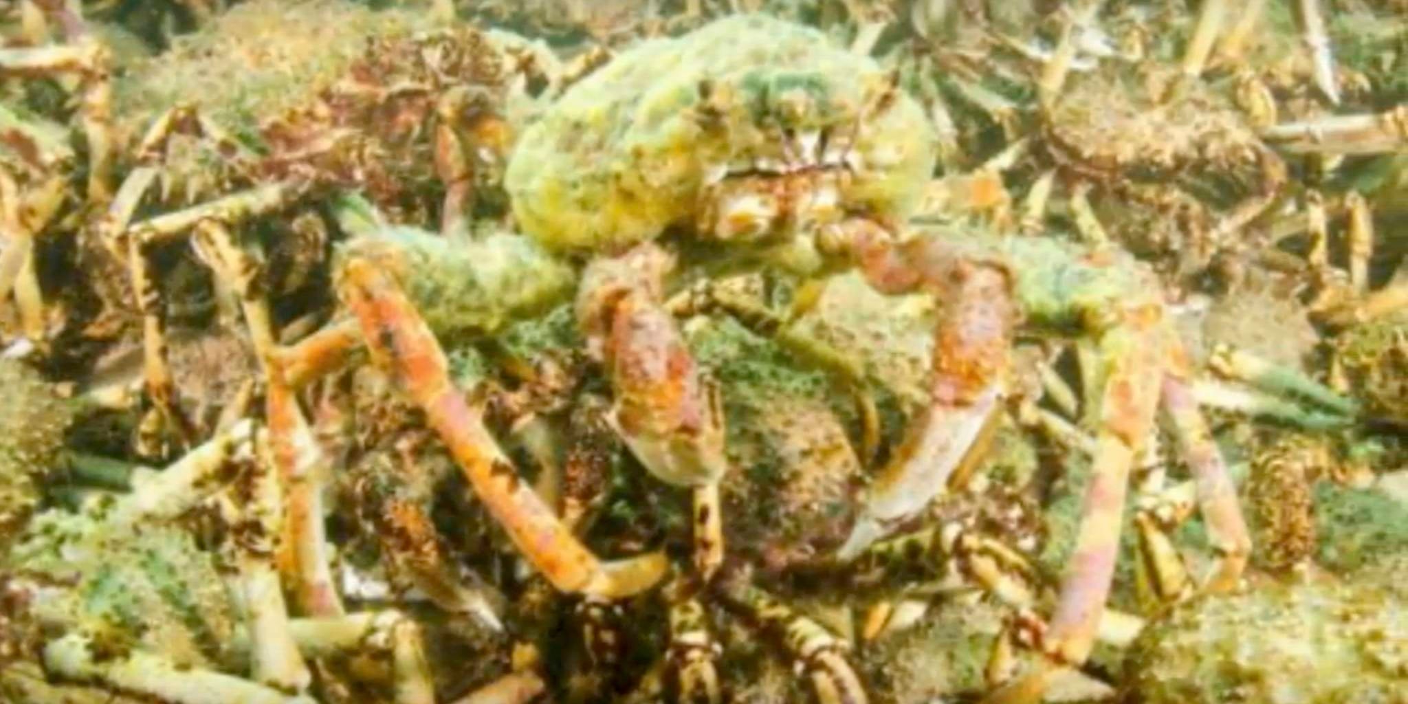 Giant spider crabs just chilling in Australia, begging to be eaten