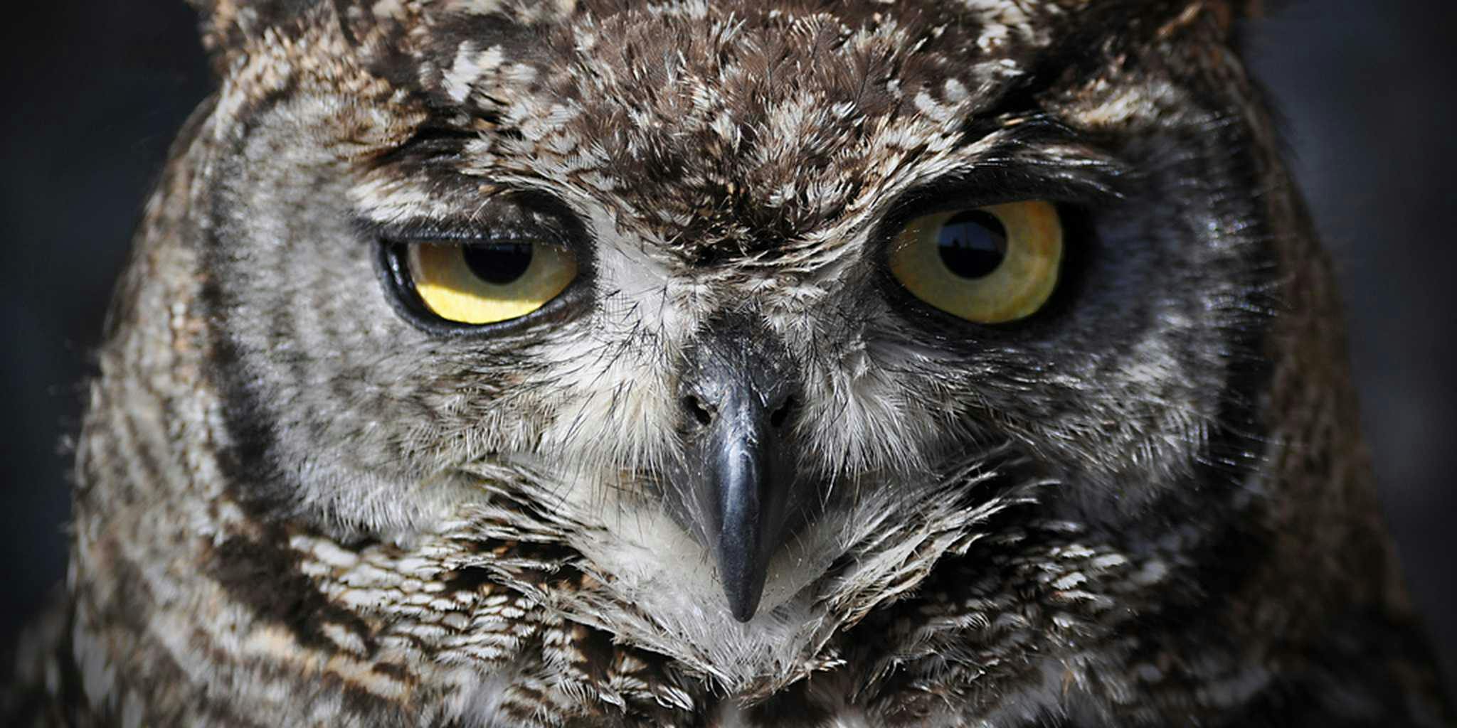 An owl pooped on another owl, and you're going to watch it