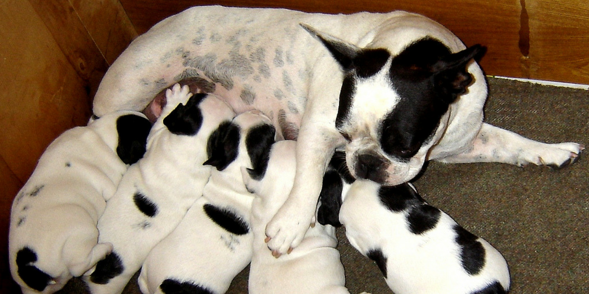 A littler of French bulldog puppies with their mother