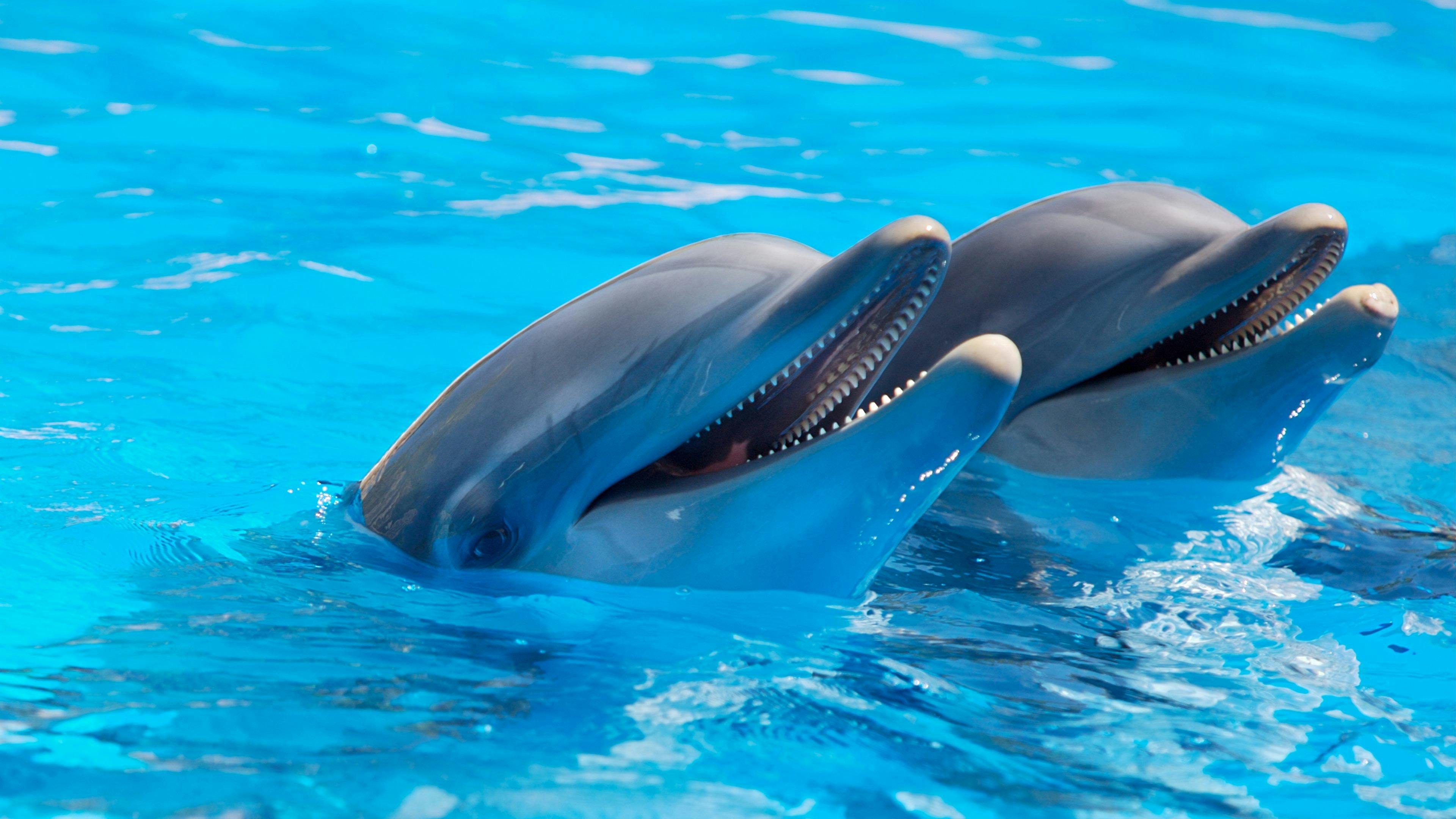 how smart are dolphins