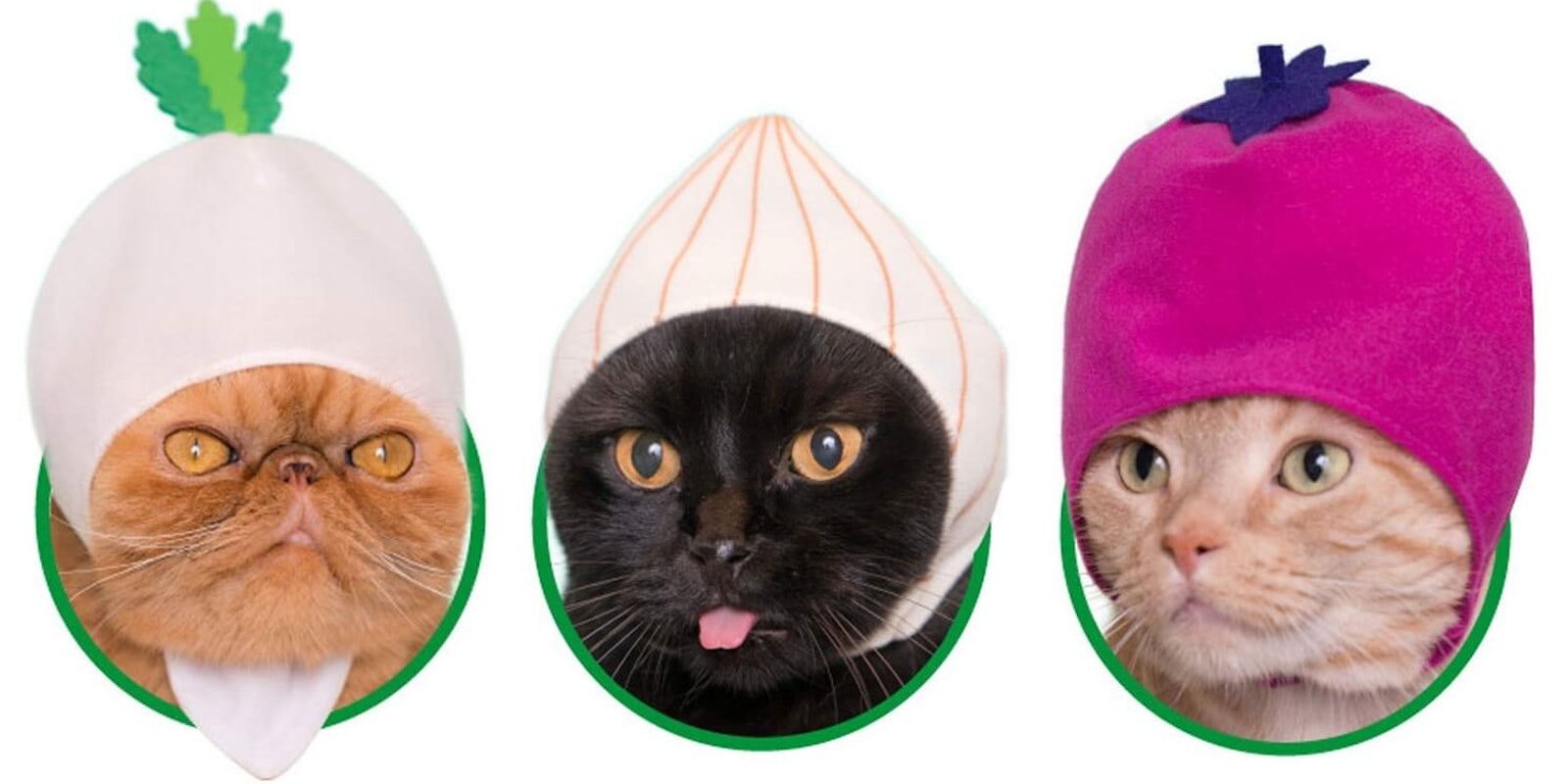 cat hats