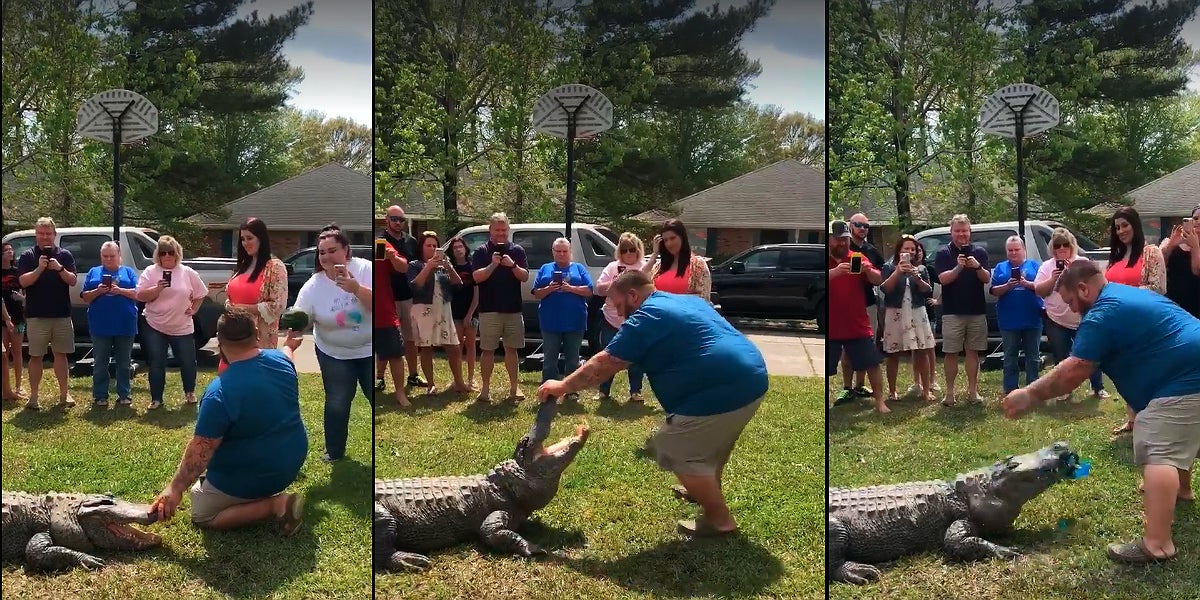 alligator gender revel