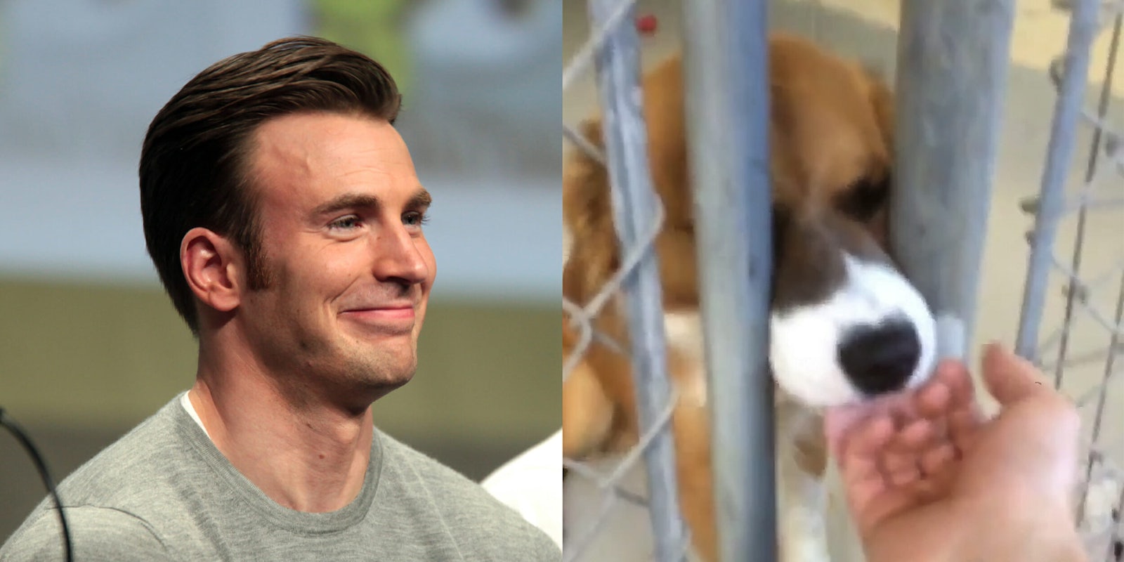 Chris Evans at the dog shelter petting a dog