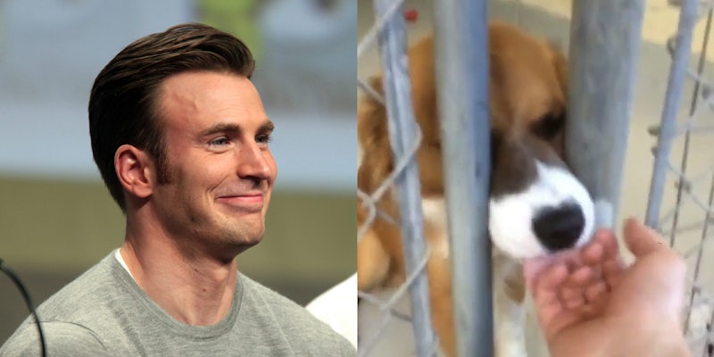 Chris Evans at the dog shelter petting a dog