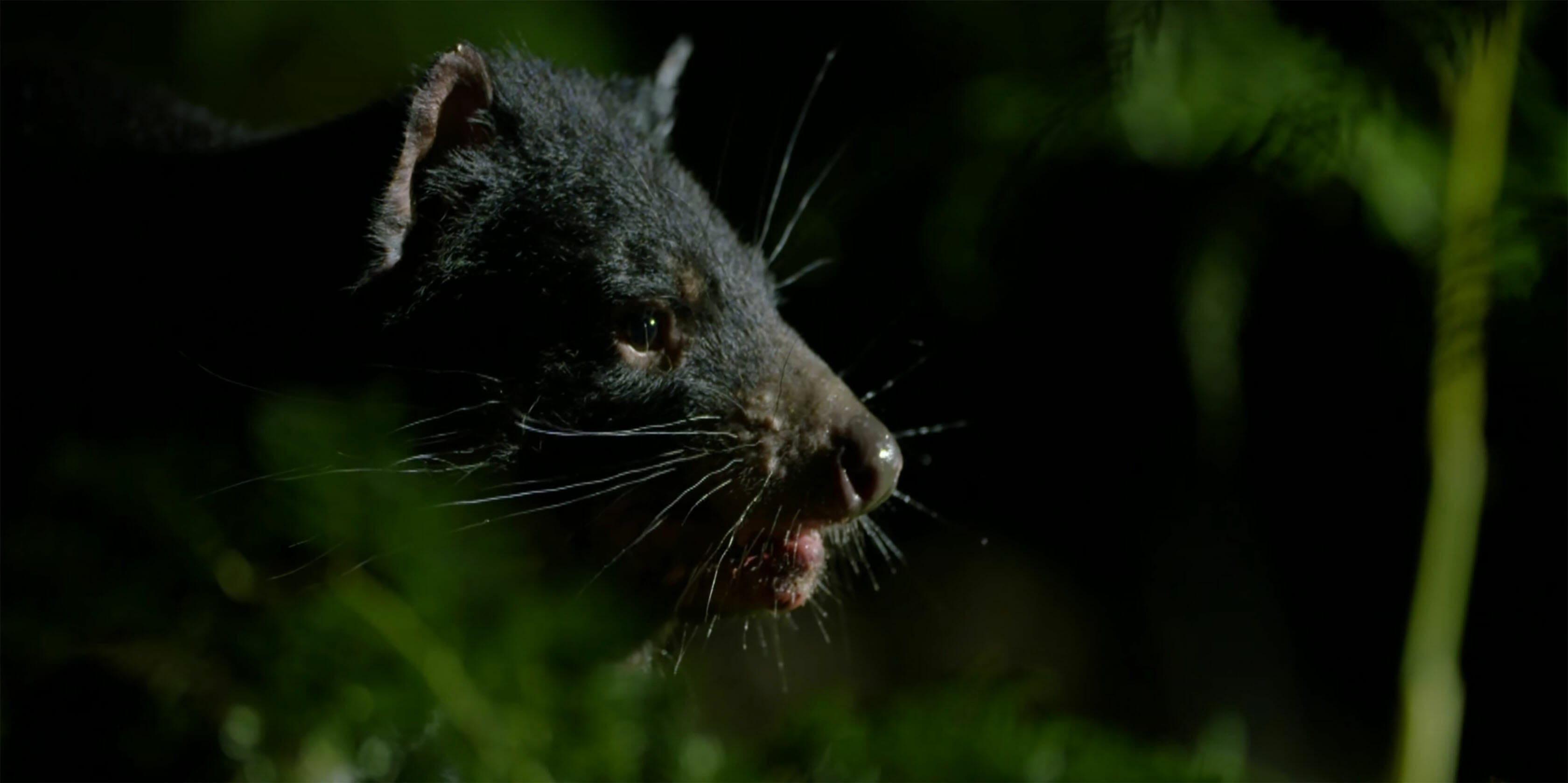 tasmanian devil crowdfund