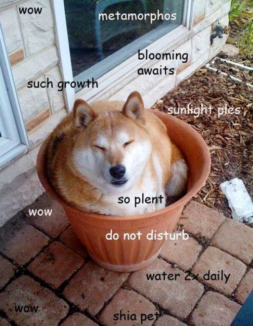 shiba inu doge plant meme