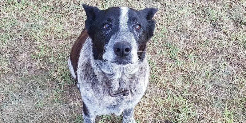 A 17-year-old blue heeler named Max reportedly helped rescue a 3-year-old who was lost in rugged Australian terrain overnight.