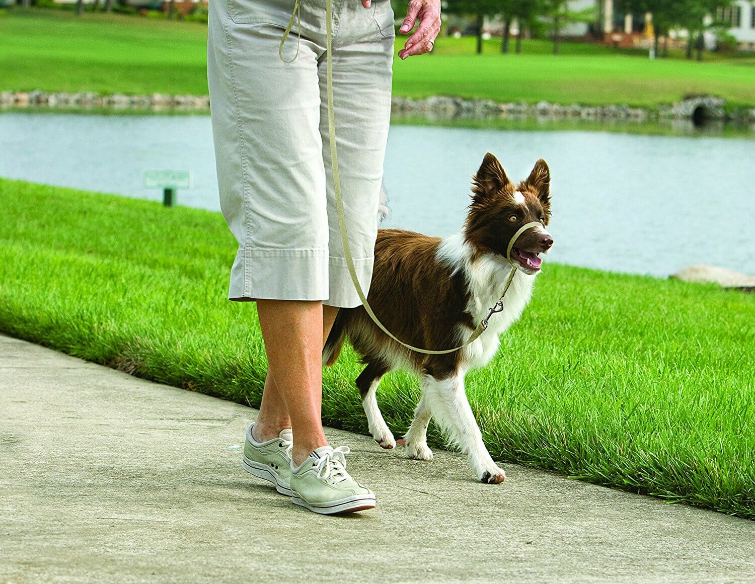 best dog collars