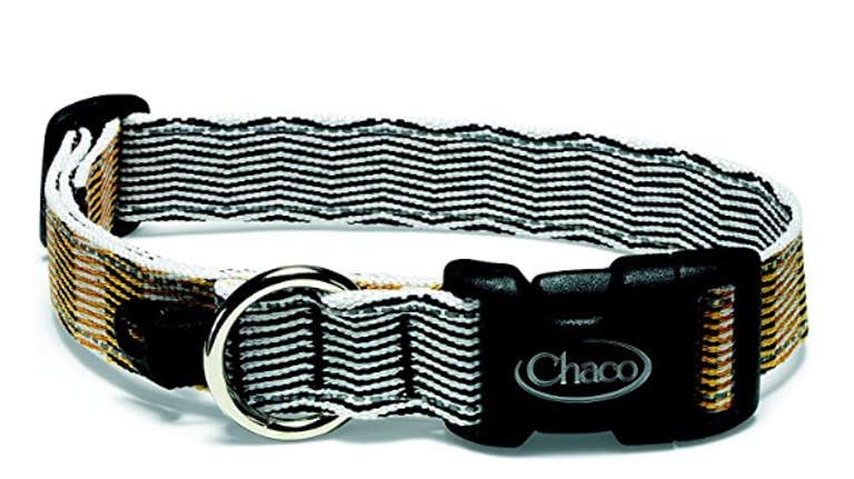 best dog collars