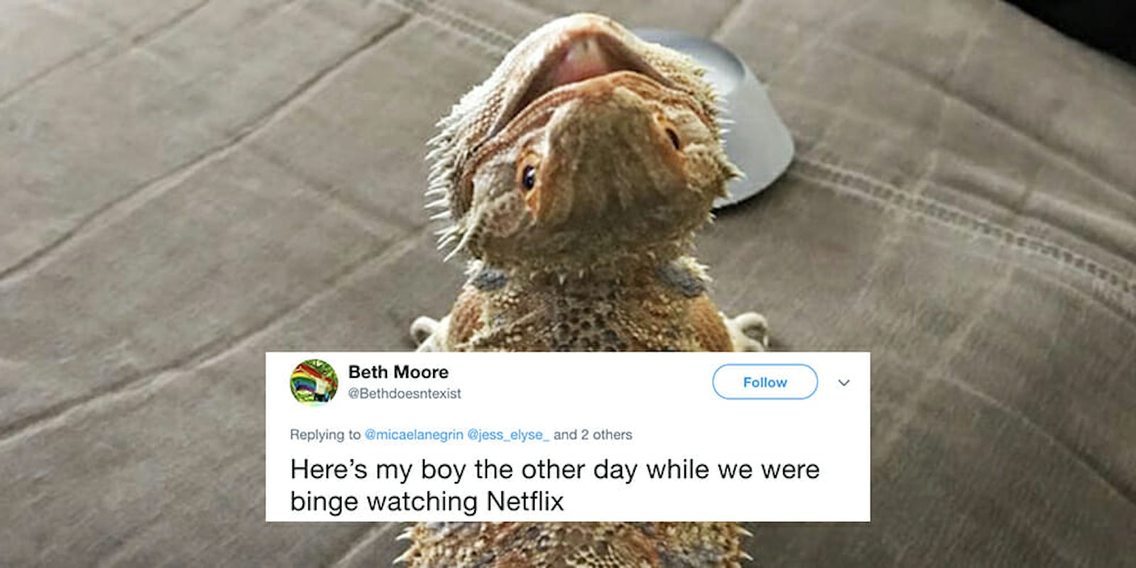 Bearded dragon dates are superior to human dates, according to Twitter.